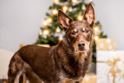 Hundefotos für Weihnachten in Sachsen-004.jpg
