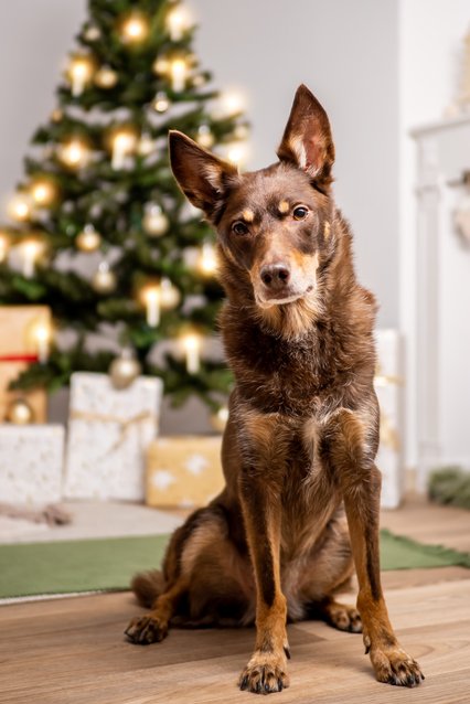 Hundefotos für Weihnachten in Sachsen-005.jpg