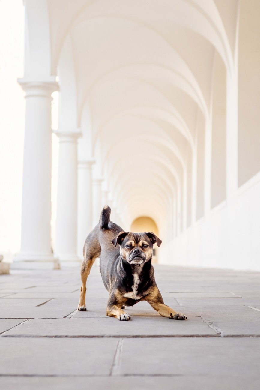 Jack Russell und Mops Mischling verbeugt sich im Säulengang vom Stallhof Dresden