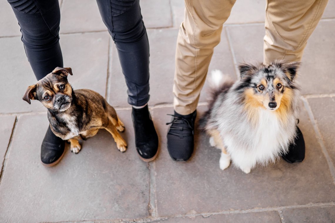Hundefotos im Dresdner Stallhof-003.jpg