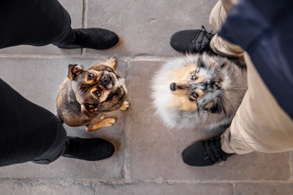 Rassmo und Sheltie schauen zu ihren Besitzern hoch