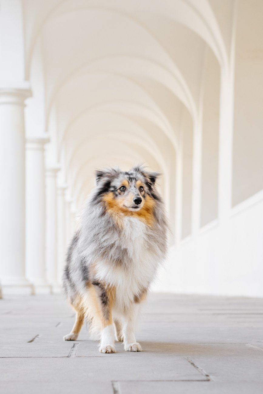 Sheltie Rüde im Dresdner Stallhof
