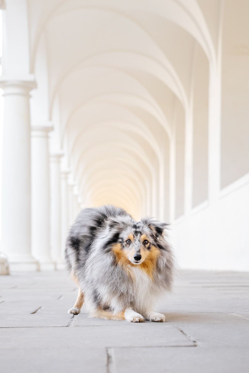 Sheltie Rüde verbeugt sich im Dresdner Stallhof