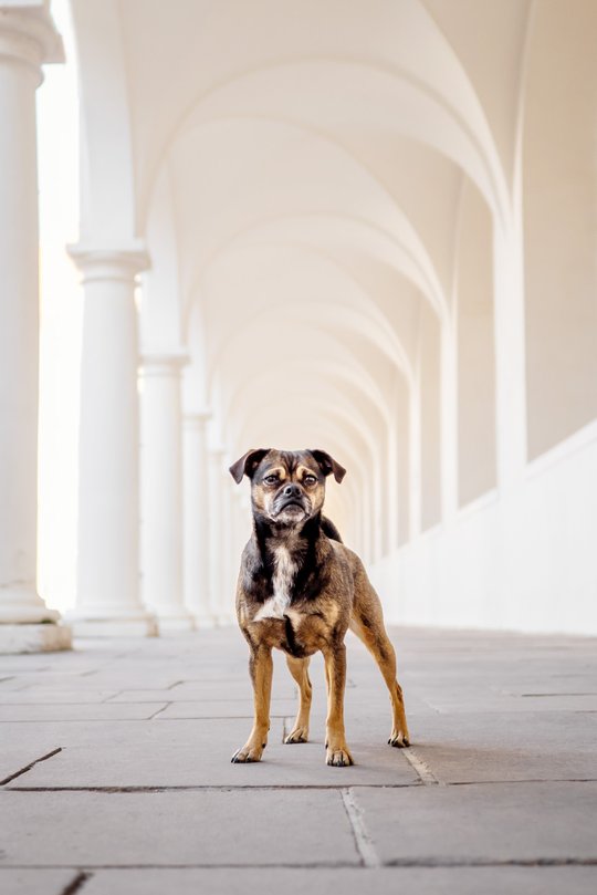 Jack Russell und Mops Mischling steht im Säulengang vom Stallhof Dresden