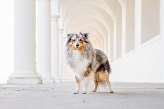 Sheltie Rüde steht im Dresdner Stallhof