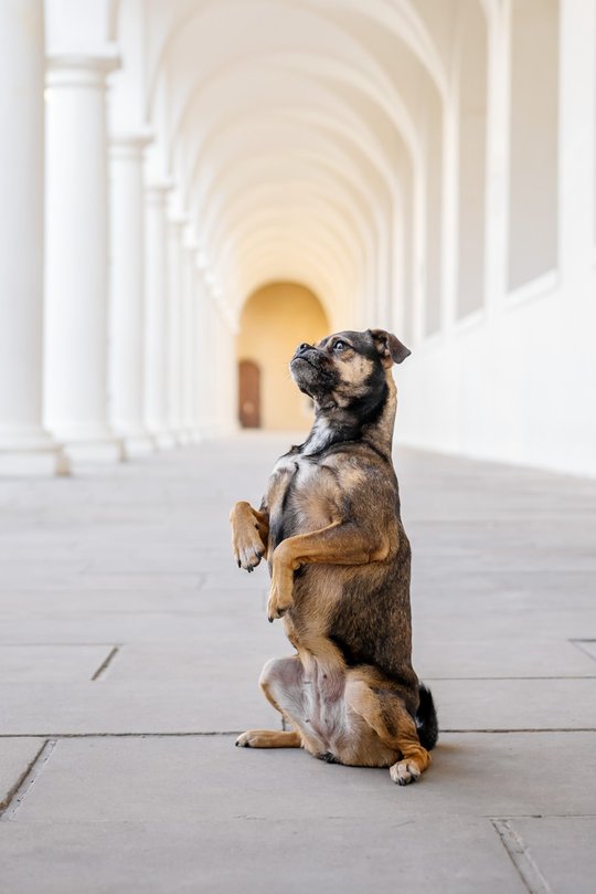 Jack Russell und Mops Mischling macht Männchen im Dresdner Stallhof