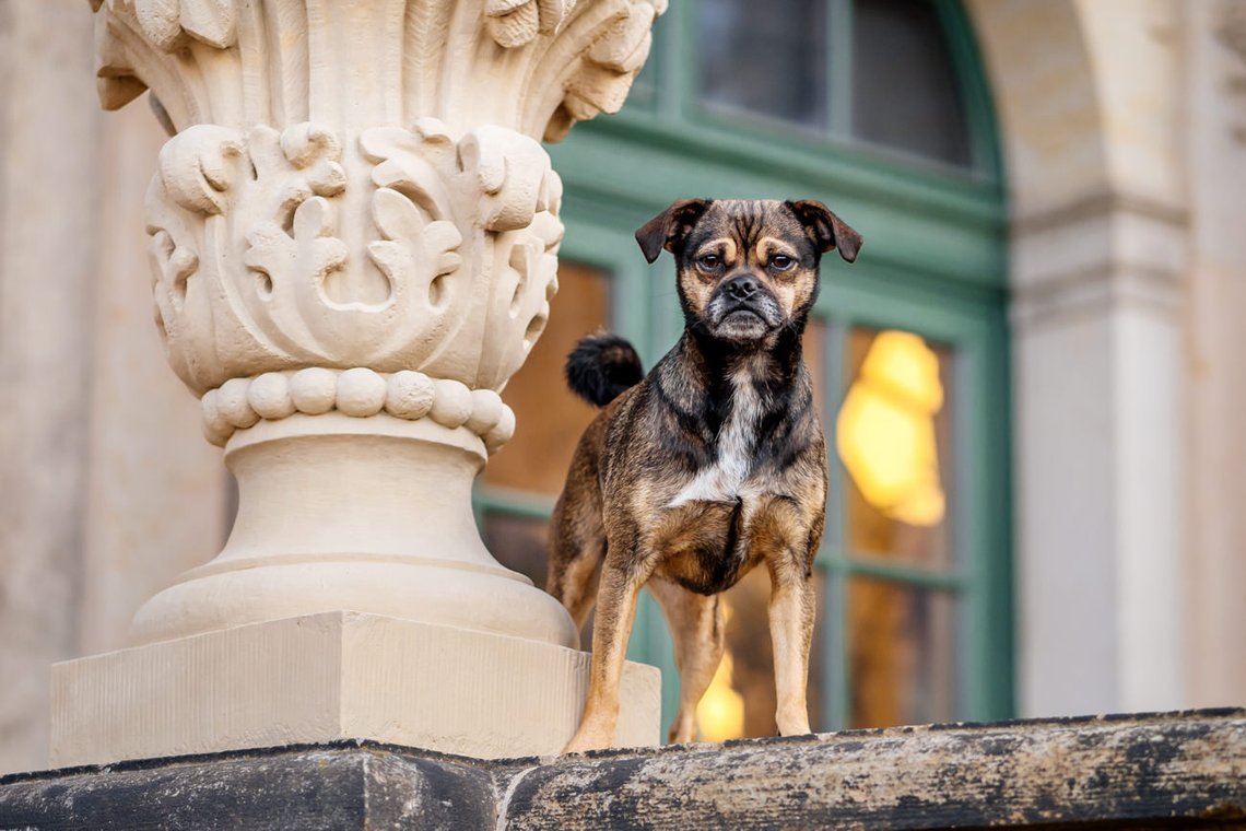Hundefotos im Dresdner Zwinger-002.jpg