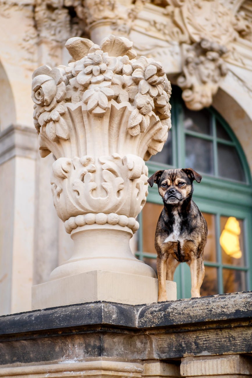 Hundefotos im Dresdner Zwinger-003.jpg