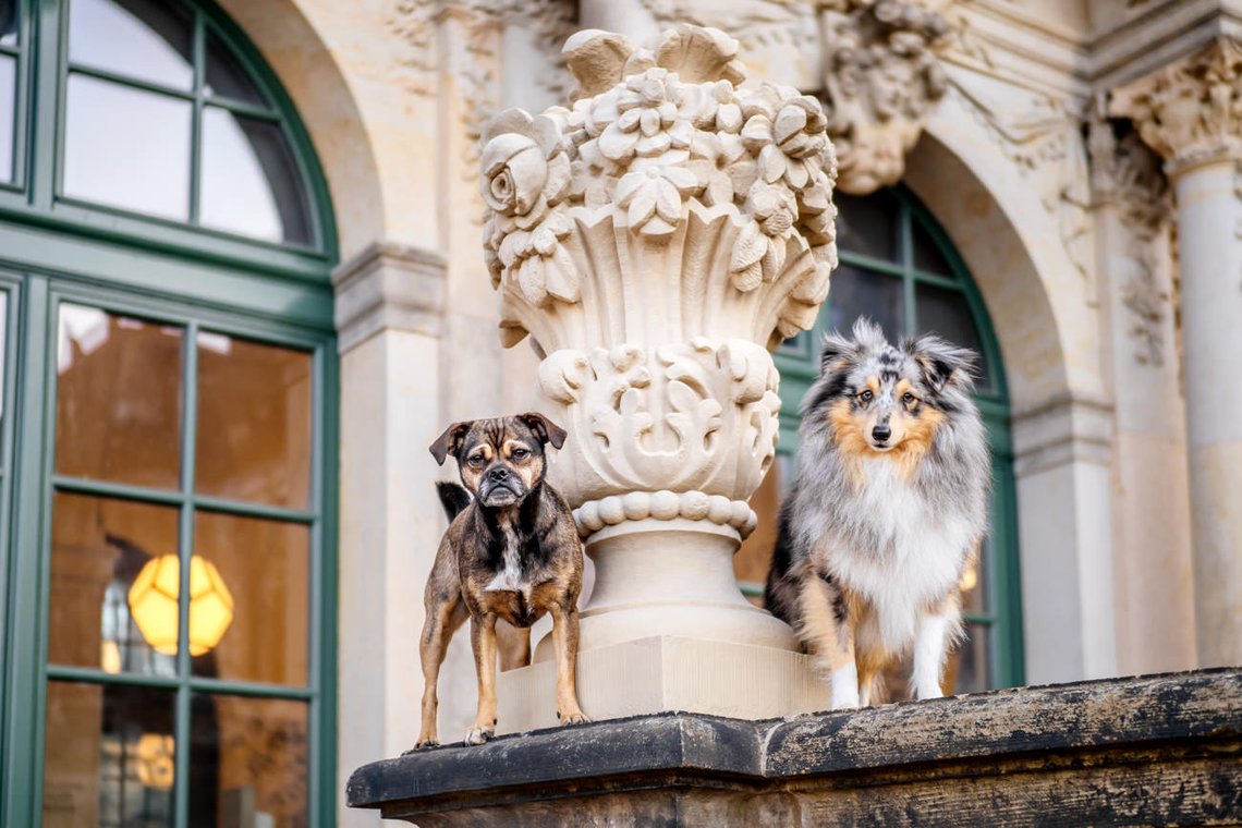 Hundefotos im Dresdner Zwinger-005.jpg