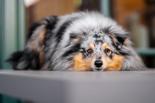 Hundefotos im Dresdner Zwinger-006.jpg