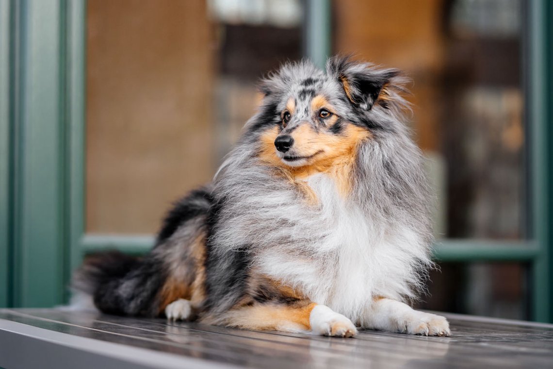 Hundefotos im Dresdner Zwinger-007.jpg