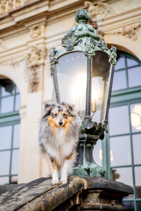 Sheltie steht vor einer erleuchteten Laterne