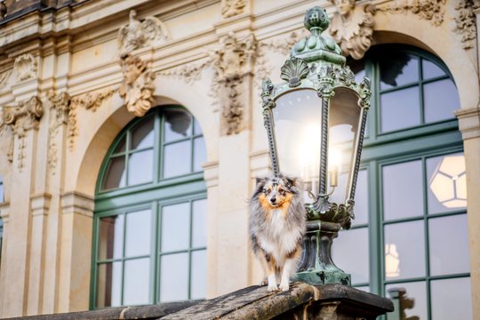 Sheltie steht vor einer erleuchteten Laterne