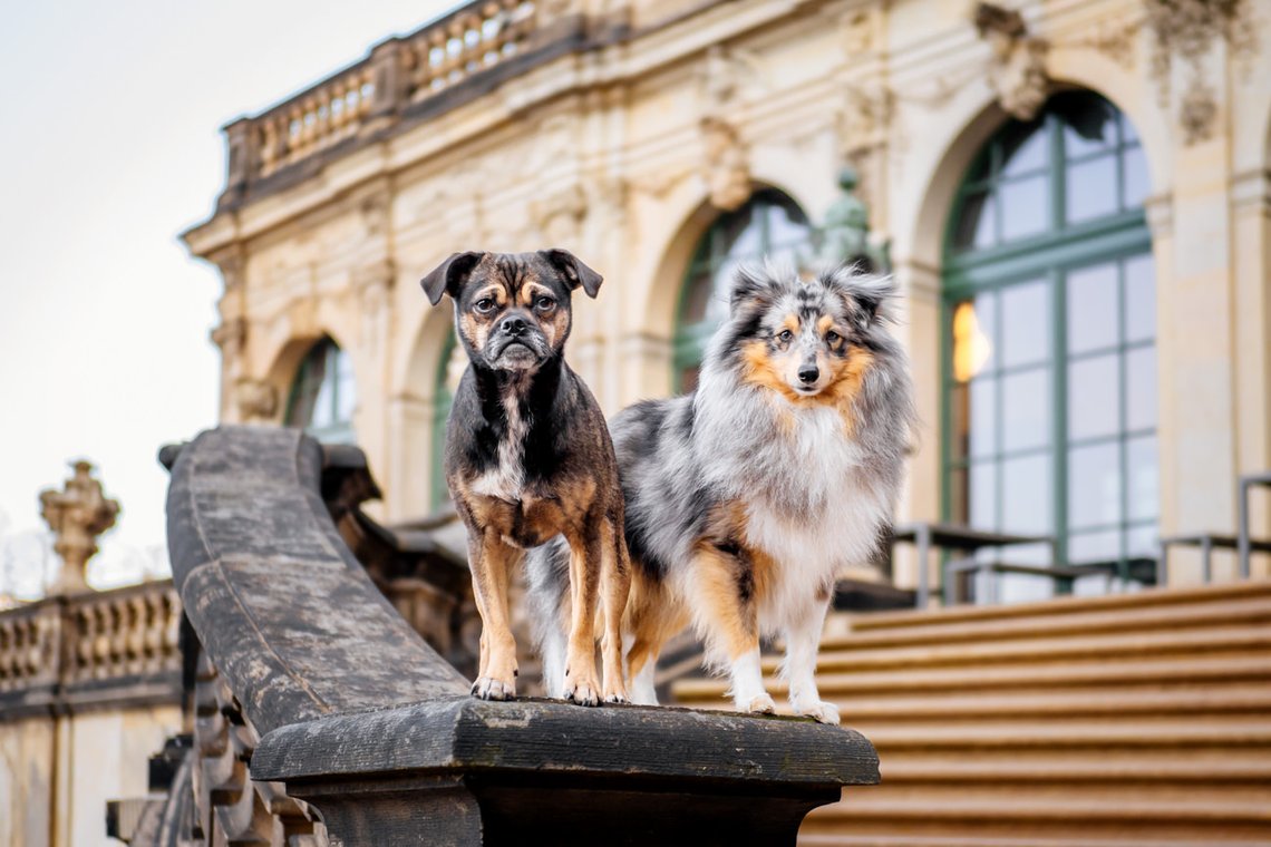 Hunde in der Dresdner Altstadt