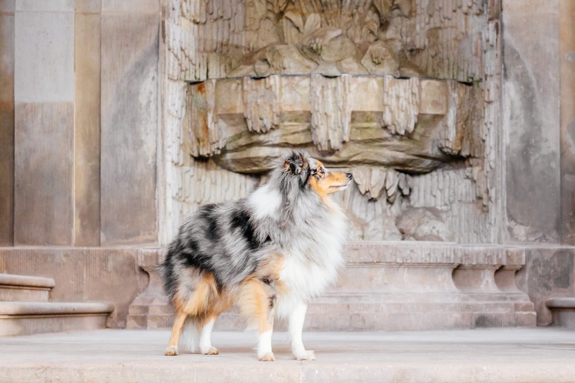Sheltie im Dresdner Zwinger