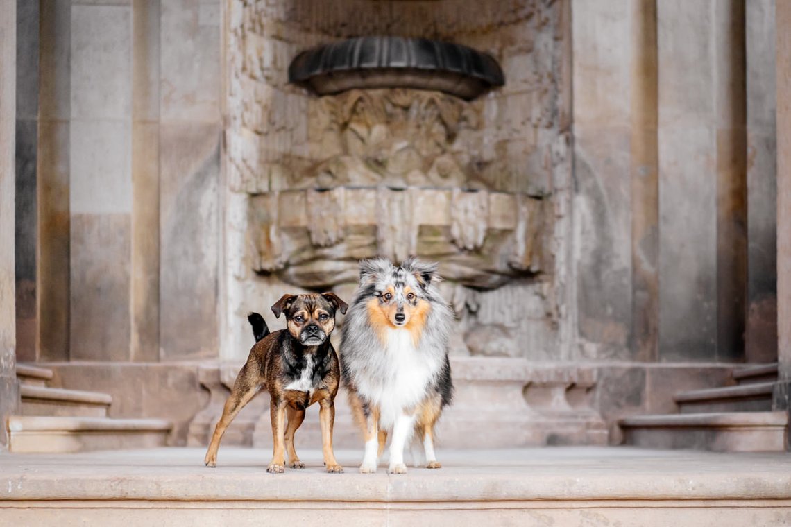 Sheltie und Jack Russel Mops Mischling im Dresdner Zwinger