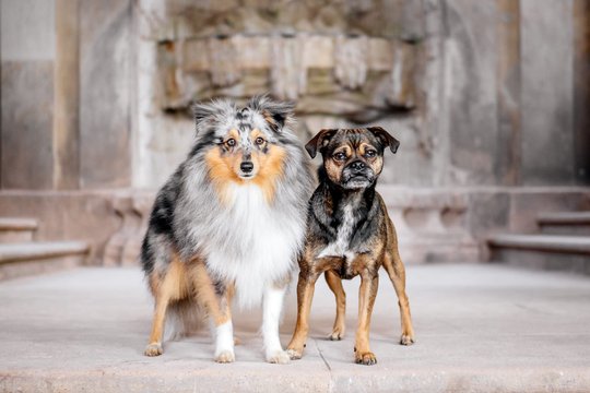 Sheltie und Rassmo im Dresdner Zwinger