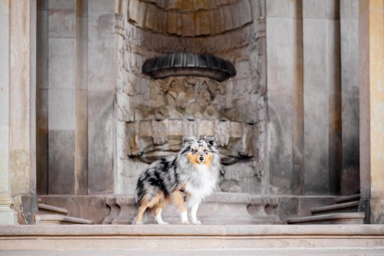 Sheltie im Dresdner Zwinger