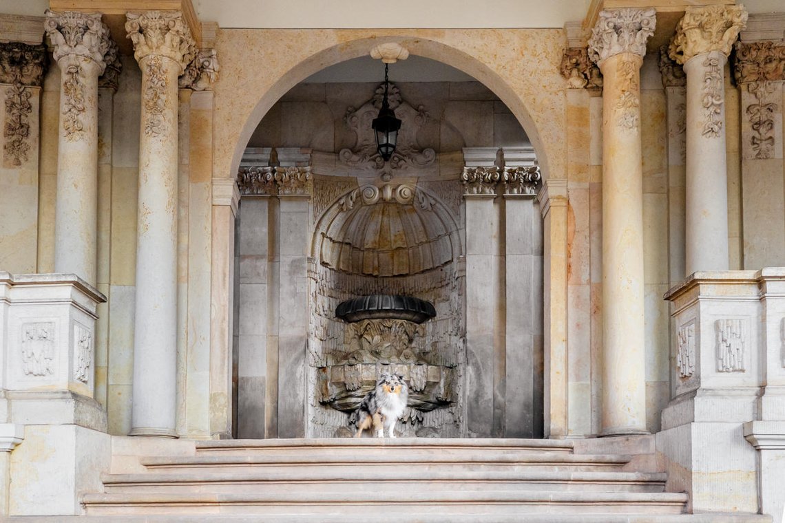 Sheltie im Dresdner Zwinger