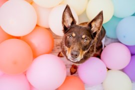Weißer Schweizer Schäferhund steht im Sonnenaufgang mit Frauchen in der Sächsischen Schweiz beim Fotoshooting