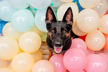 Hundefoto Deutscher Schäferhund mit Luftballons im Fotostudio Freital