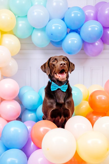 Hundefoto Labrador mit Luftballons im Fotostudio Sachsen