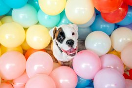 Hundefoto Boxer mit Luftballons im Fotostudio Dresden