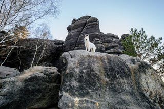 Hundefotos mit Weißen Schäferhund und Kelpie Sächsische Schweiz-026.jpg