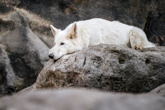 Hundefotos mit Weißen Schäferhund und Kelpie Sächsische Schweiz-047.jpg