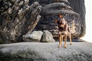 Hundefotos mit Weißen Schäferhund und Kelpie Sächsische Schweiz-024.jpg