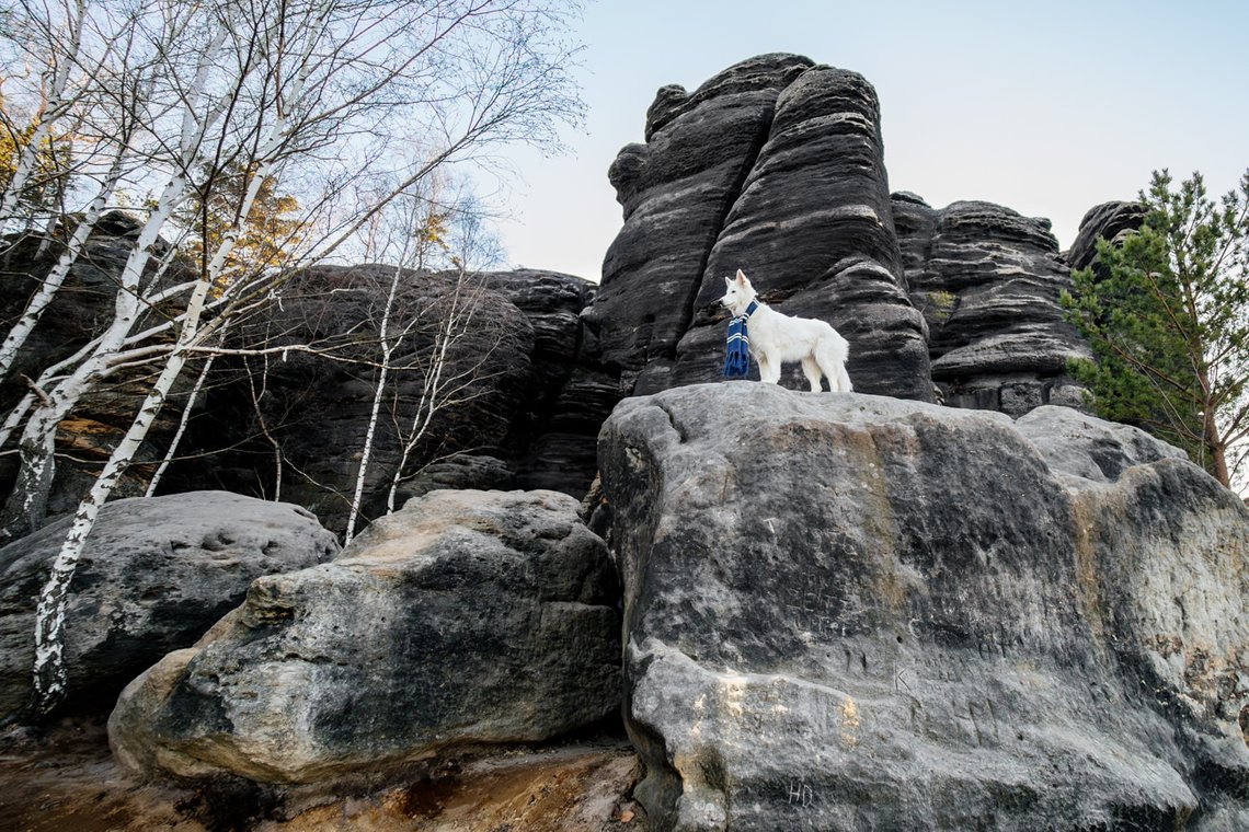 Hundefotos mit Weißen Schäferhund und Kelpie Sächsische Schweiz-032.jpg