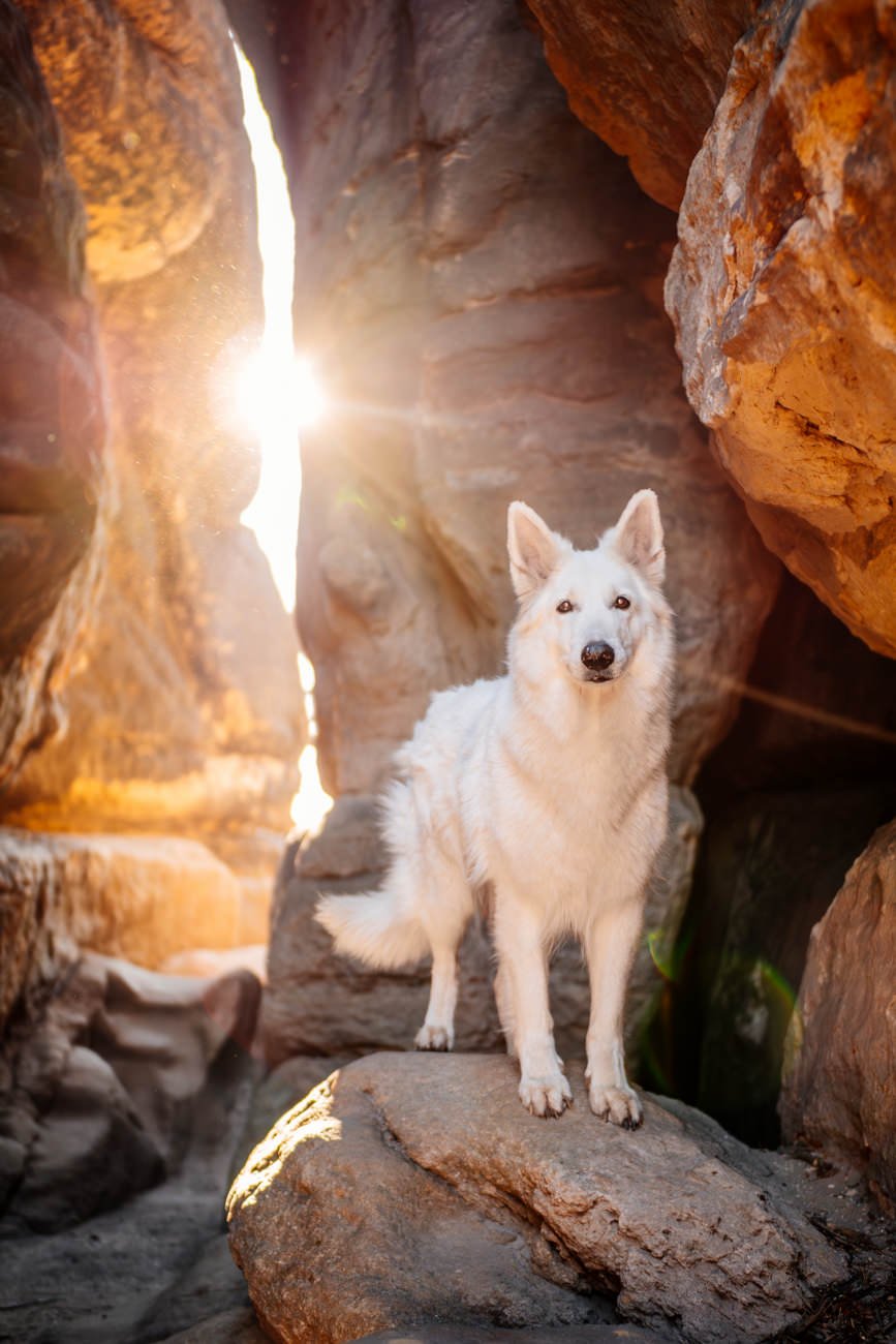 Hundefotos mit Weißen Schäferhund und Kelpie Sächsische Schweiz-042.jpg