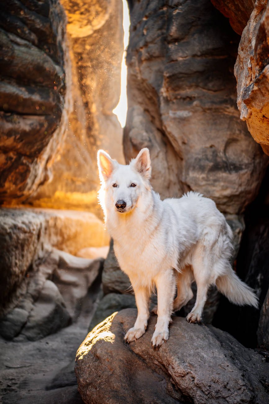 Hundefotos mit Weißen Schäferhund und Kelpie Sächsische Schweiz-041.jpg