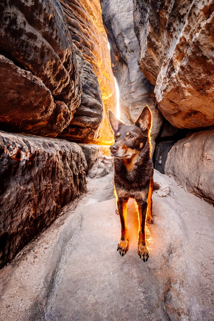 Hundefotos mit Weißen Schäferhund und Kelpie Sächsische Schweiz-037.jpg