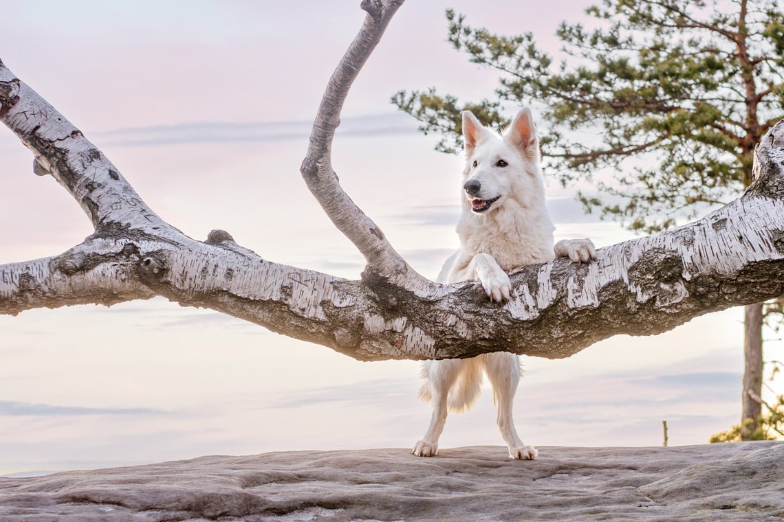 Hundefotos mit Weißen Schäferhund und Kelpie Sächsische Schweiz-006.jpg