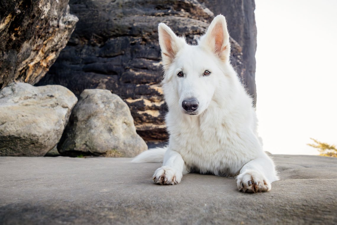 Hundefotos mit Weißen Schäferhund und Kelpie Sächsische Schweiz-022.jpg