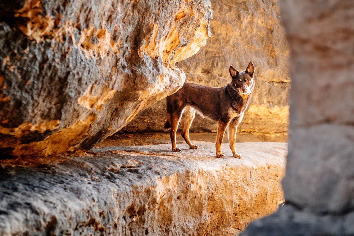 Hundefotos mit Weißen Schäferhund und Kelpie Sächsische Schweiz-044.jpg