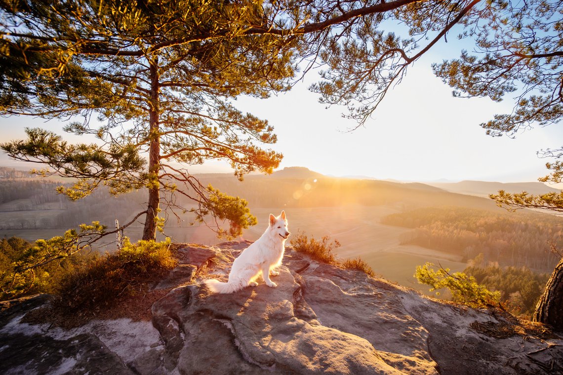 Hundefotos mit Weißen Schäferhund und Kelpie Sächsische Schweiz-017.jpg