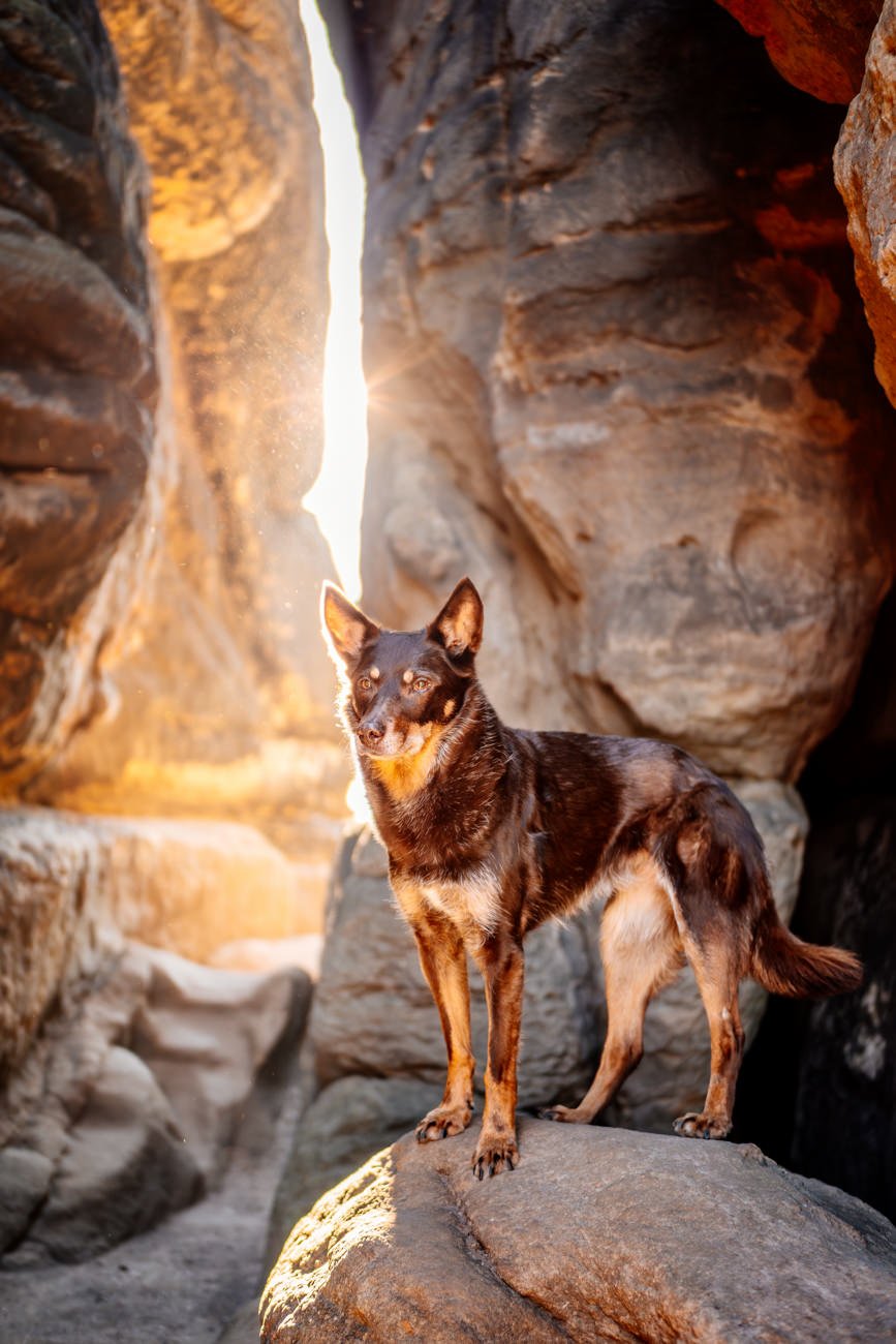 Hundefotos mit Weißen Schäferhund und Kelpie Sächsische Schweiz-043.jpg