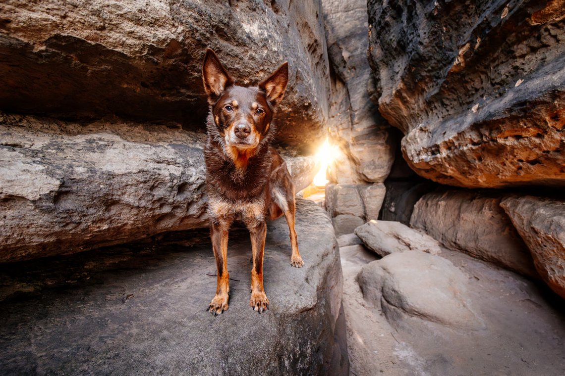 Hundefotos mit Weißen Schäferhund und Kelpie Sächsische Schweiz-038.jpg