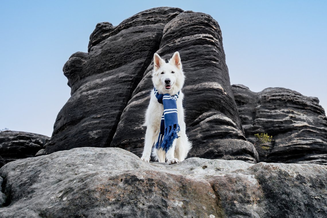 Hundefotos mit Weißen Schäferhund und Kelpie Sächsische Schweiz-030.jpg