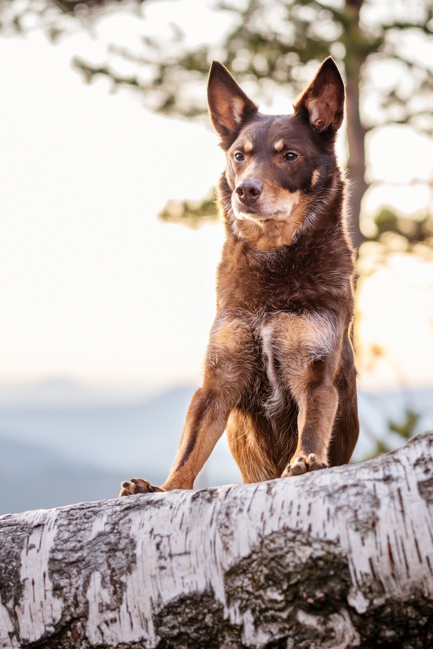 Hundefotos mit Weißen Schäferhund und Kelpie Sächsische Schweiz-004.jpg