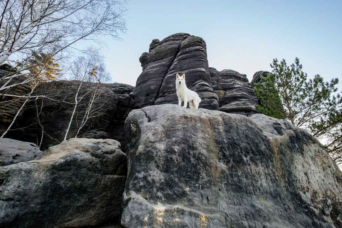 Hundefotos mit Weißen Schäferhund und Kelpie Sächsische Schweiz-026.jpg