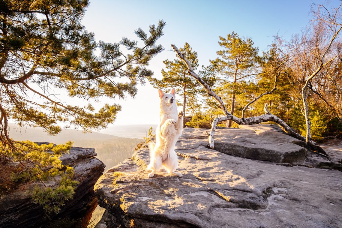 Hundefotos mit Weißen Schäferhund und Kelpie Sächsische Schweiz-020.jpg