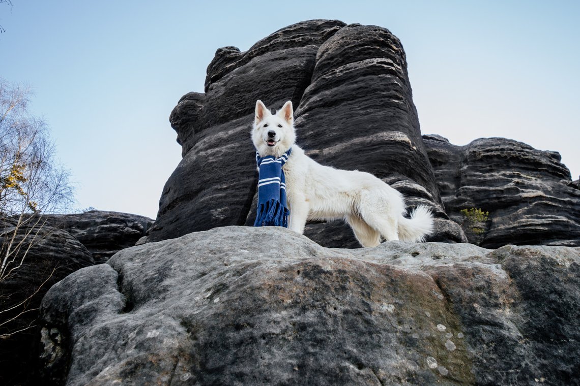 Hundefotos mit Weißen Schäferhund und Kelpie Sächsische Schweiz-028.jpg