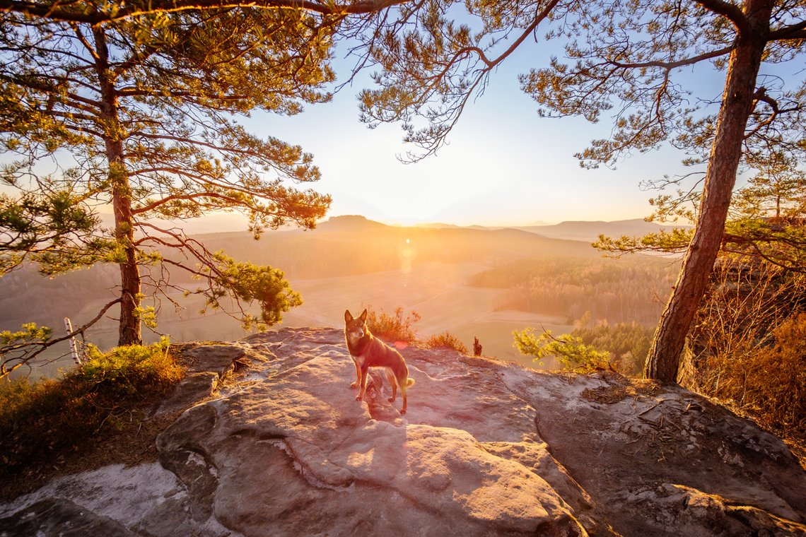 Hundefotos mit Weißen Schäferhund und Kelpie Sächsische Schweiz-016.jpg