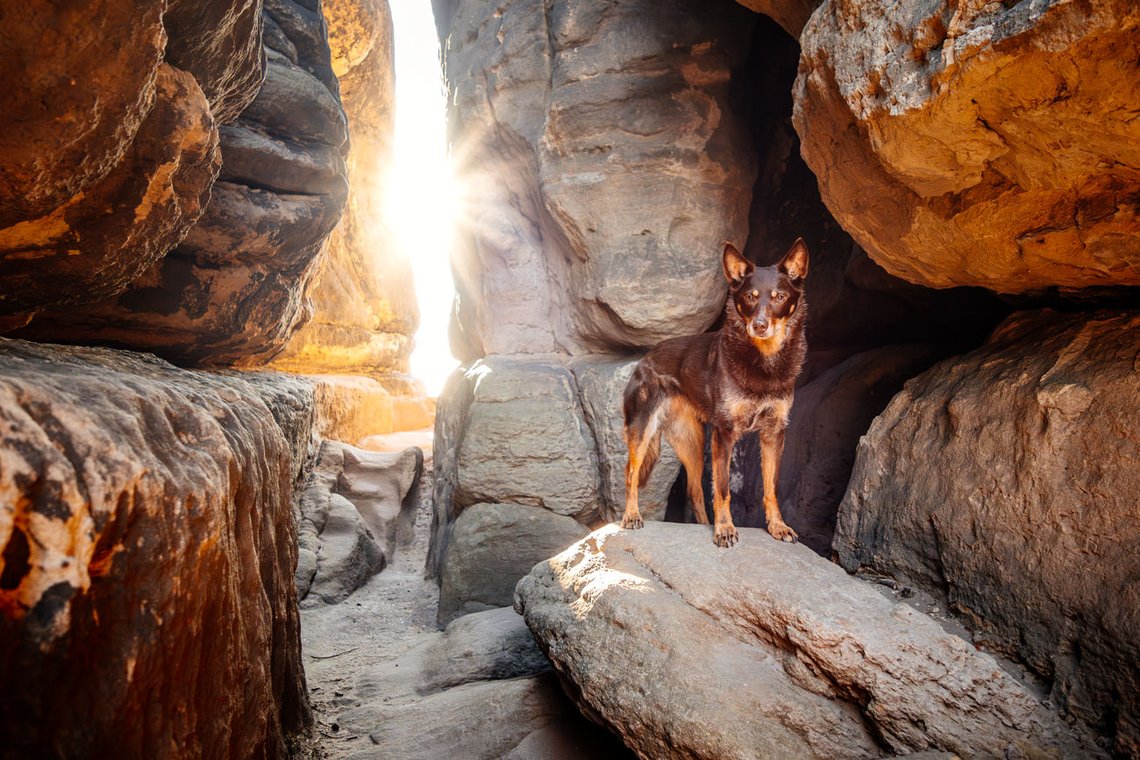 Hundefotos mit Weißen Schäferhund und Kelpie Sächsische Schweiz-040.jpg