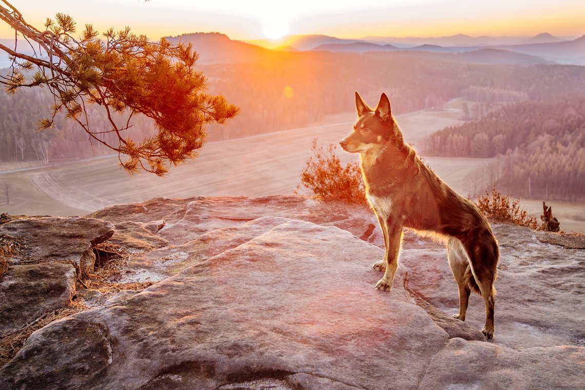 Hundefotos mit Weißen Schäferhund und Kelpie Sächsische Schweiz-012.jpg