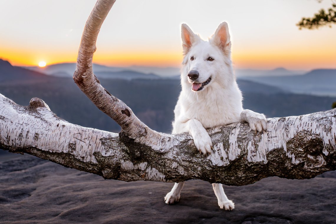 Hundefotos mit Weißen Schäferhund und Kelpie Sächsische Schweiz-007.jpg