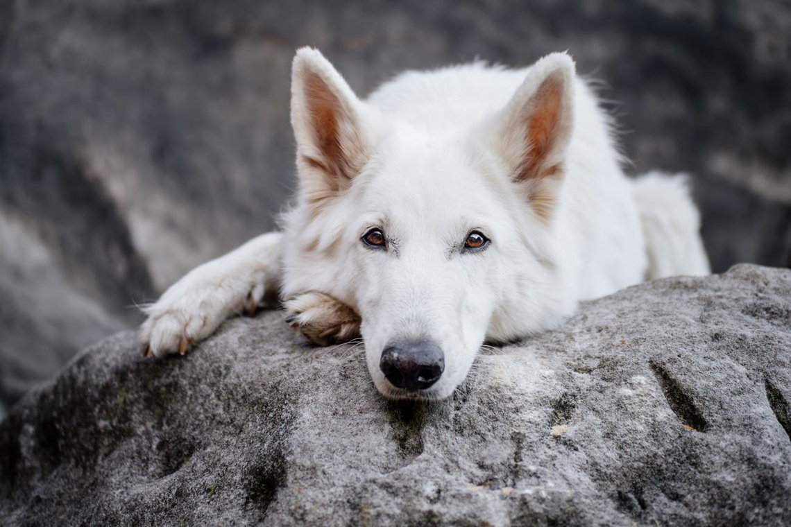 Hundefotos mit Weißen Schäferhund und Kelpie Sächsische Schweiz-046.jpg